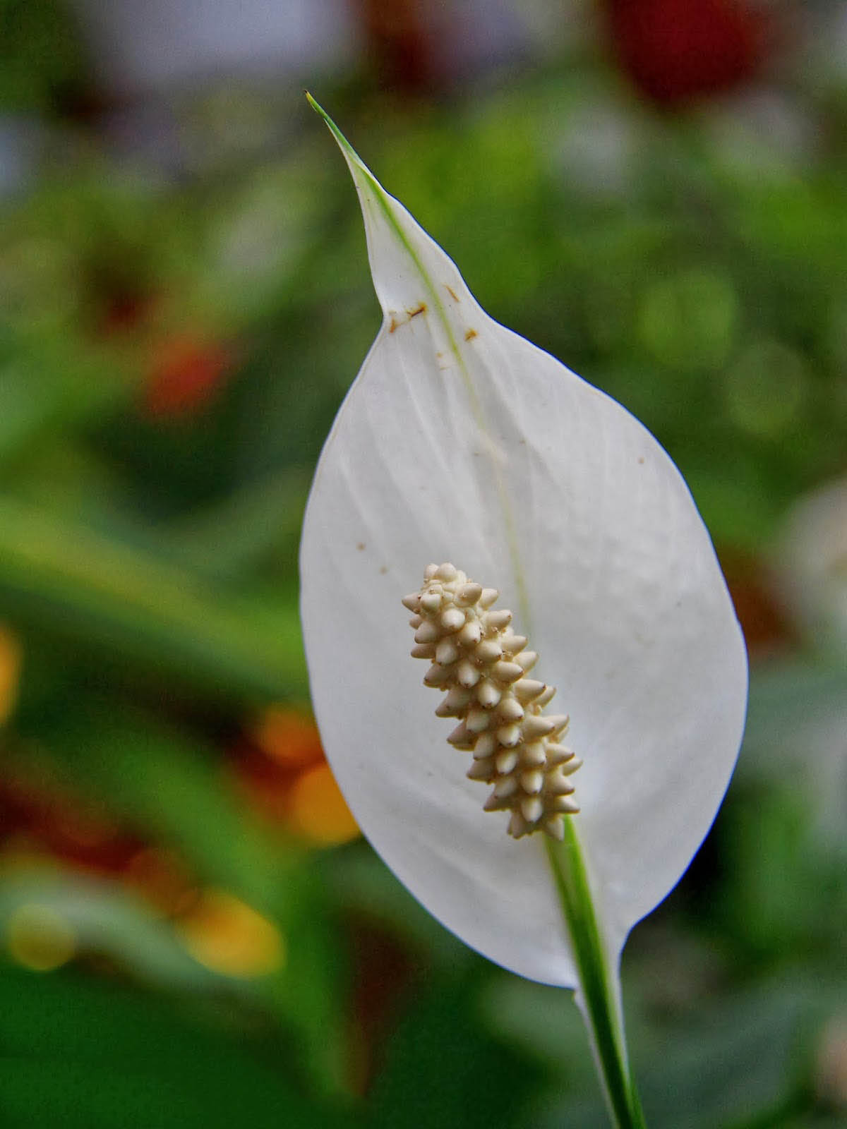 Tổng hợp hình ảnh hoa lan ý đẹp nhất – Hoa lan ý có thể hút các tia bức xạ nhiệt trong không khí - [Kích thước hình ảnh: 1200x1600 px]