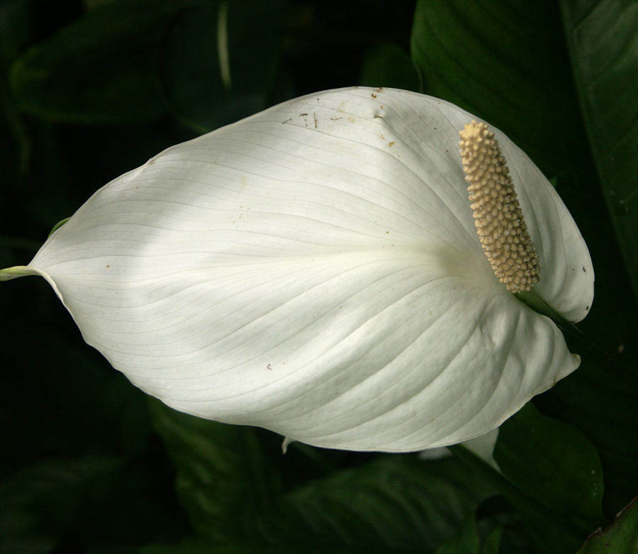 Tổng hợp hình ảnh hoa lan ý đẹp nhất – Hoa lan ý có thể hút các tia bức xạ nhiệt trong không khí - [Kích thước hình ảnh: 900x781 px]