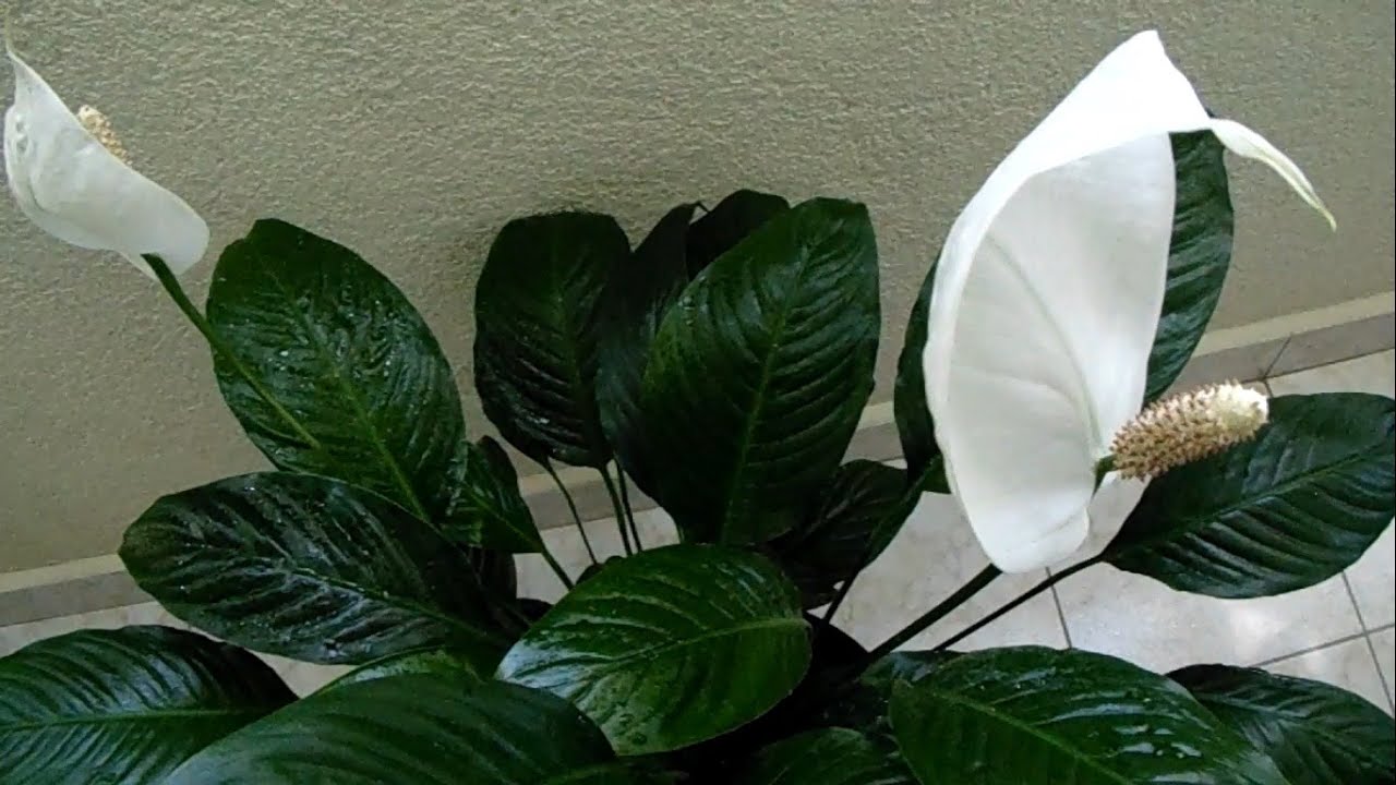 Tổng hợp hình ảnh hoa lan ý đẹp nhất – Hoa lan ý có thể hút các tia bức xạ nhiệt trong không khí - [Kích thước hình ảnh: 1280x720 px]