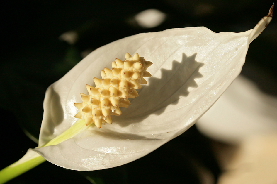 Tổng hợp hình ảnh hoa lan ý đẹp nhất – Hoa lan ý có thể hút các tia bức xạ nhiệt trong không khí - [Kích thước hình ảnh: 945x630 px]