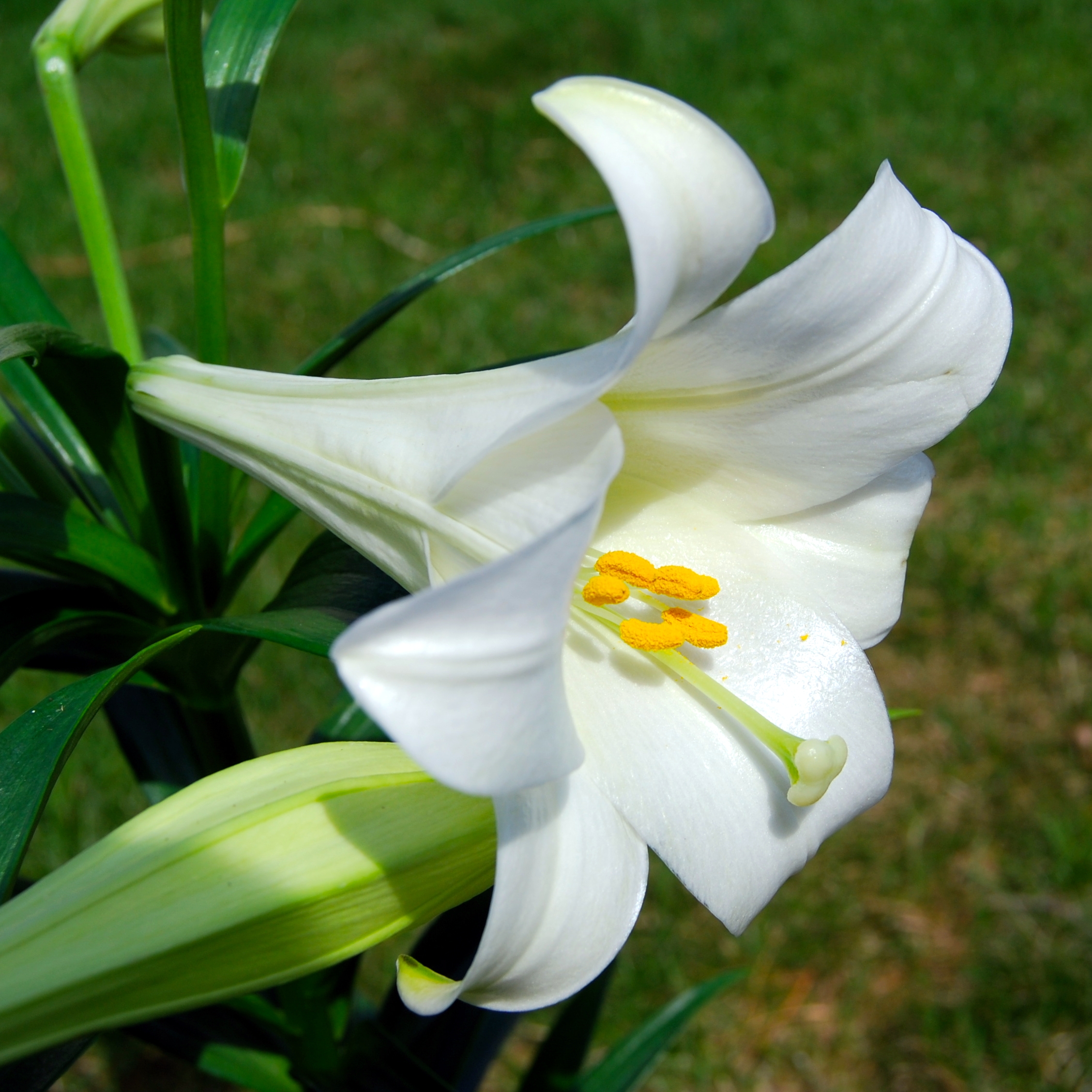 Tổng hợp hình ảnh hoa lan ý đẹp nhất – Hoa lan ý có thể hút các tia bức xạ nhiệt trong không khí - [Kích thước hình ảnh: 2256x2256 px]