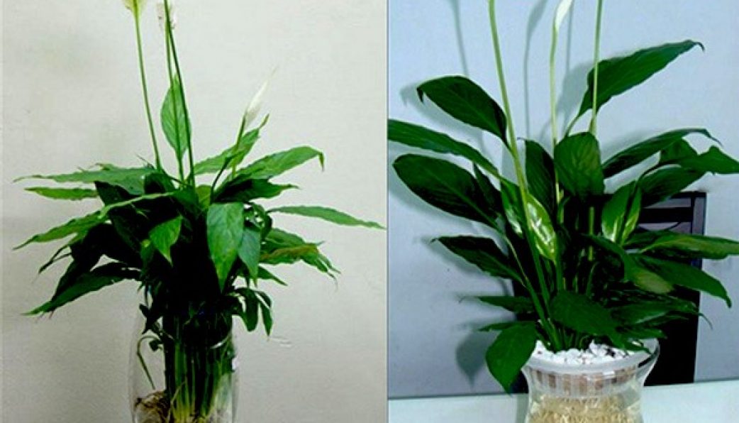 Tổng hợp hình ảnh hoa lan ý đẹp nhất – Hoa lan ý có thể hút các tia bức xạ nhiệt trong không khí - [Kích thước hình ảnh: 1042x596 px]