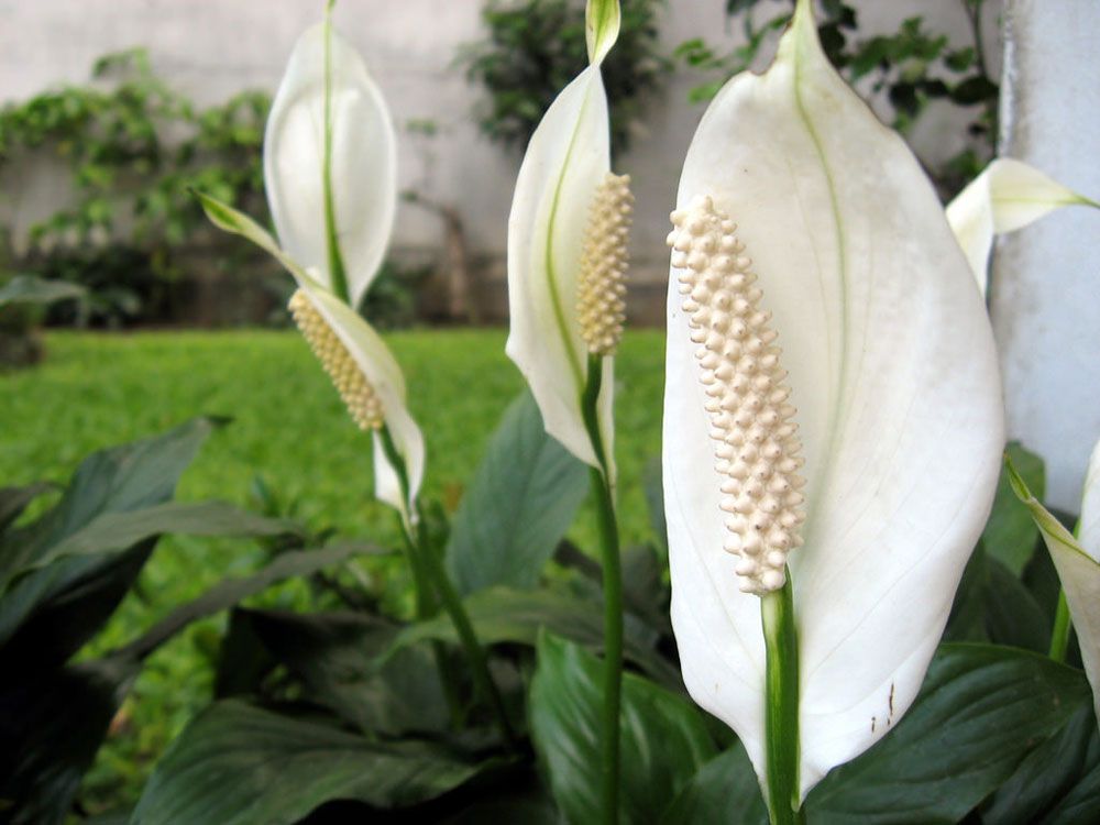 Tổng hợp hình ảnh hoa lan ý đẹp nhất – Hoa lan ý có thể hút các tia bức xạ nhiệt trong không khí - [Kích thước hình ảnh: 1000x750 px]