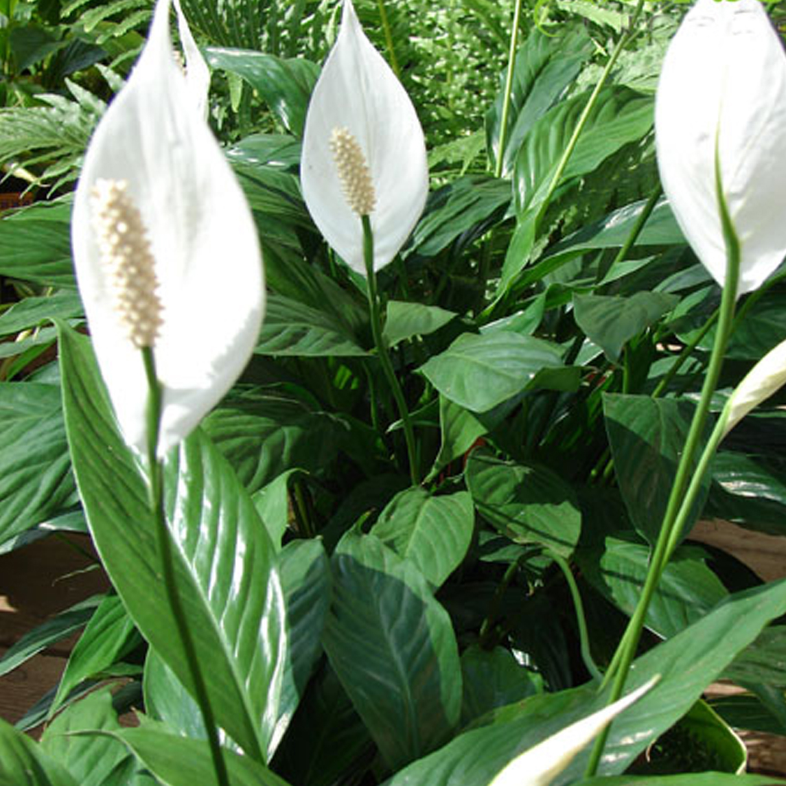 Tổng hợp hình ảnh hoa lan ý đẹp nhất – Hoa lan ý có thể hút các tia bức xạ nhiệt trong không khí - [Kích thước hình ảnh: 1145x1145 px]