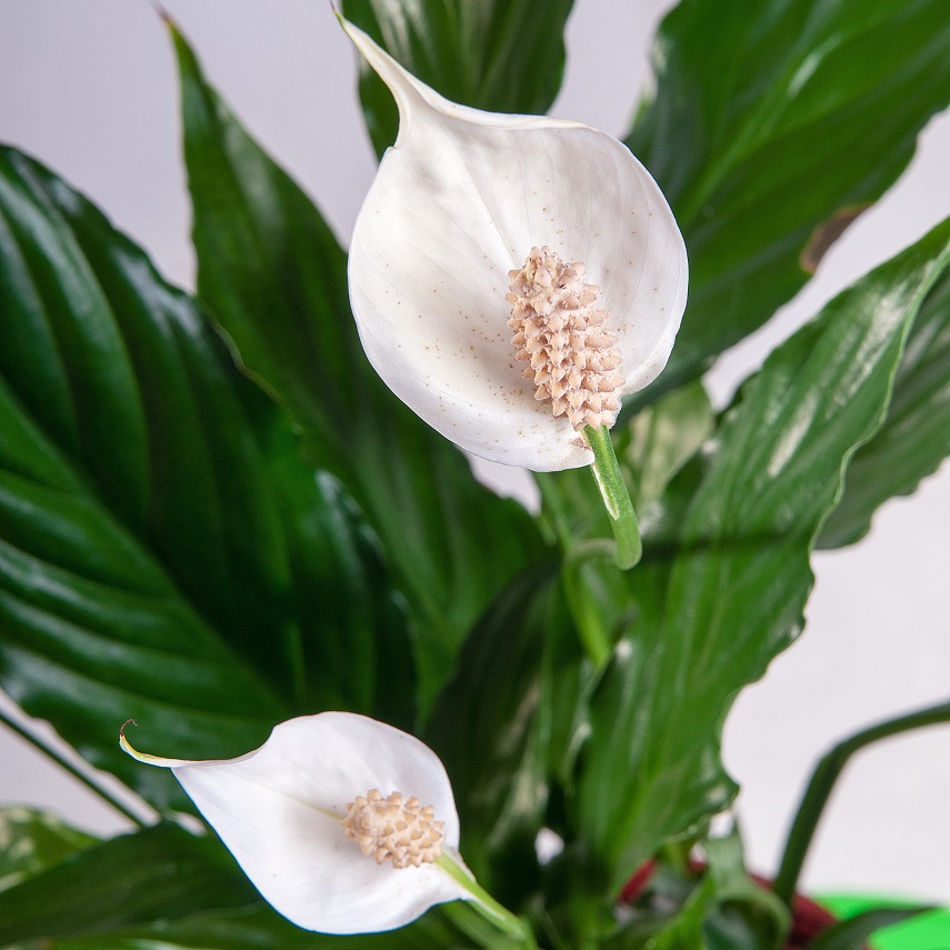 Tổng hợp hình ảnh hoa lan ý đẹp nhất – Hoa lan ý có thể hút các tia bức xạ nhiệt trong không khí - [Kích thước hình ảnh: 855x855 px]