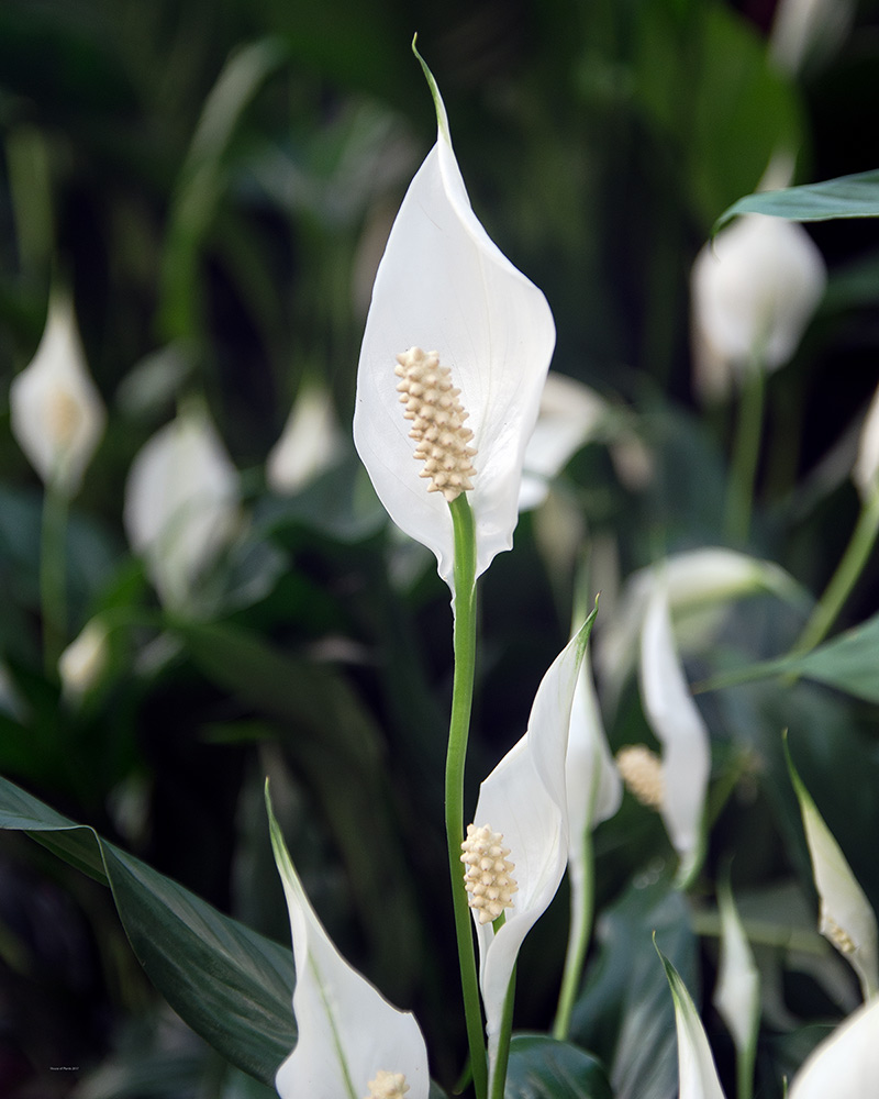 Tổng hợp hình ảnh hoa lan ý đẹp nhất – Hoa lan ý có thể hút các tia bức xạ nhiệt trong không khí - [Kích thước hình ảnh: 800x1000 px]