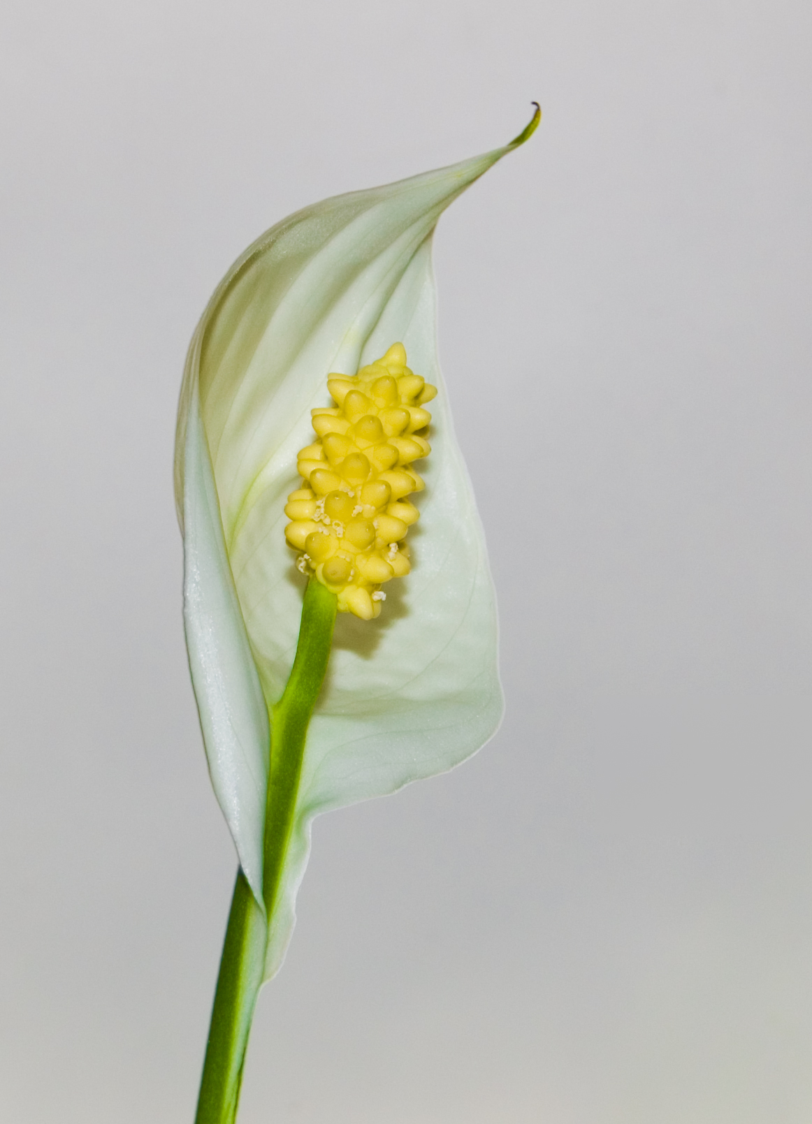 Tổng hợp hình ảnh hoa lan ý đẹp nhất – Hoa lan ý có thể hút các tia bức xạ nhiệt trong không khí - [Kích thước hình ảnh: 1162x1609 px]