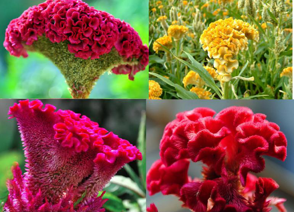 Tổng hợp những hình ảnh đẹp nhất về hoa mào gà – Loài hoa tượng trưng cho sự hy sinh - [Kích thước hình ảnh: 1000x722 px]