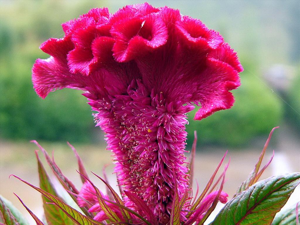 Tổng hợp những hình ảnh đẹp nhất về hoa mào gà – Loài hoa tượng trưng cho sự hy sinh - [Kích thước hình ảnh: 1024x768 px]