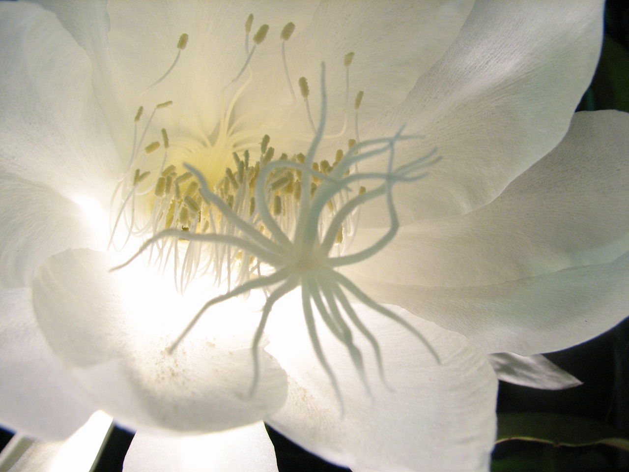 Tổng hợp những hình ảnh đẹp ý nghĩa về hoa quỳnh - [Kích thước hình ảnh: 1280x960 px]