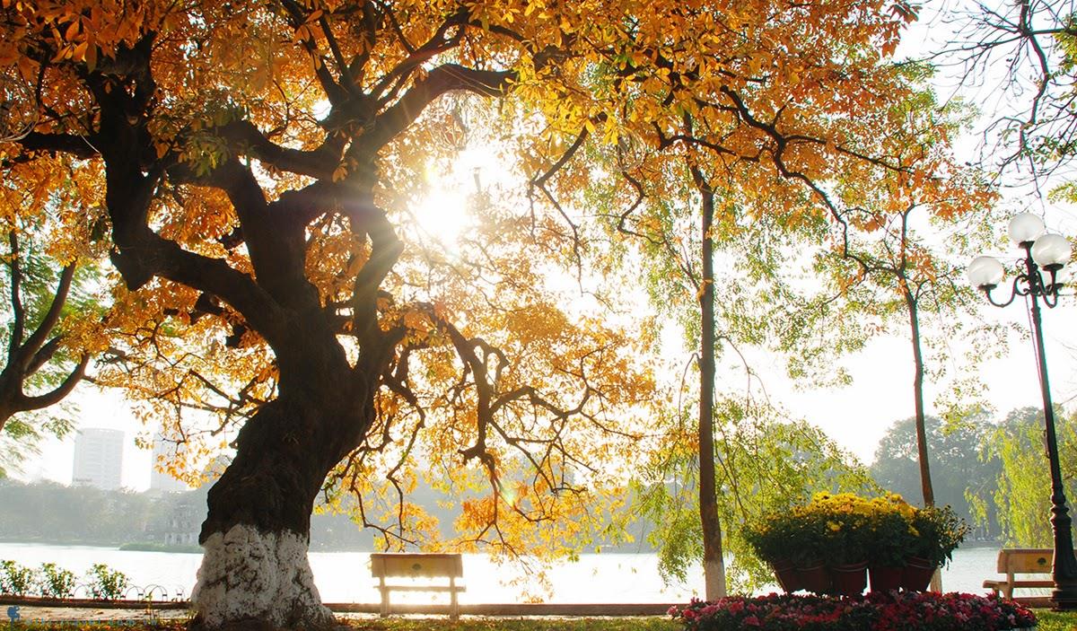 Tuyển chọn những hình ảnh mùa thu Hà Nội đẹp lãng mạn nhất - [Kích thước hình ảnh: 1200x703 px]