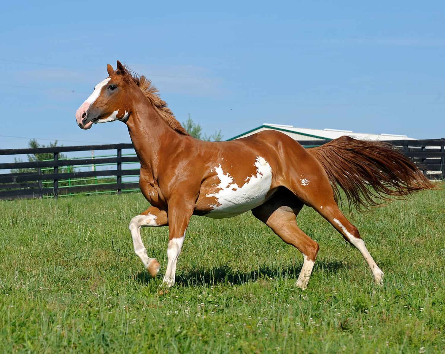 Tổng hợp hình ảnh về những chú ngựa đẹp nhất  - [Kích thước hình ảnh: 1500x1193 px]