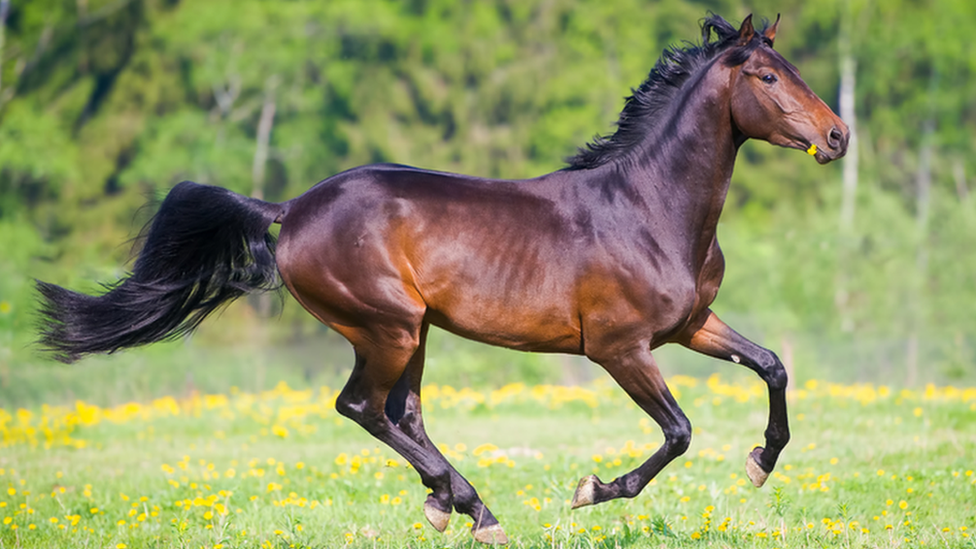 Tổng hợp hình ảnh về những chú ngựa đẹp nhất  - [Kích thước hình ảnh: 976x549 px]