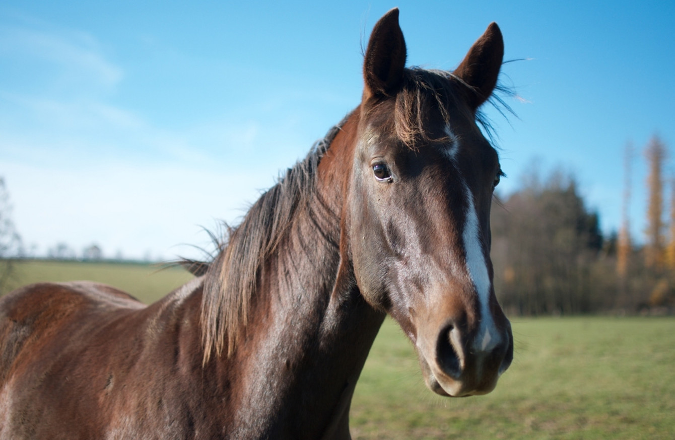 Tổng hợp hình ảnh về những chú ngựa đẹp nhất  - [Kích thước hình ảnh: 1340x874 px]