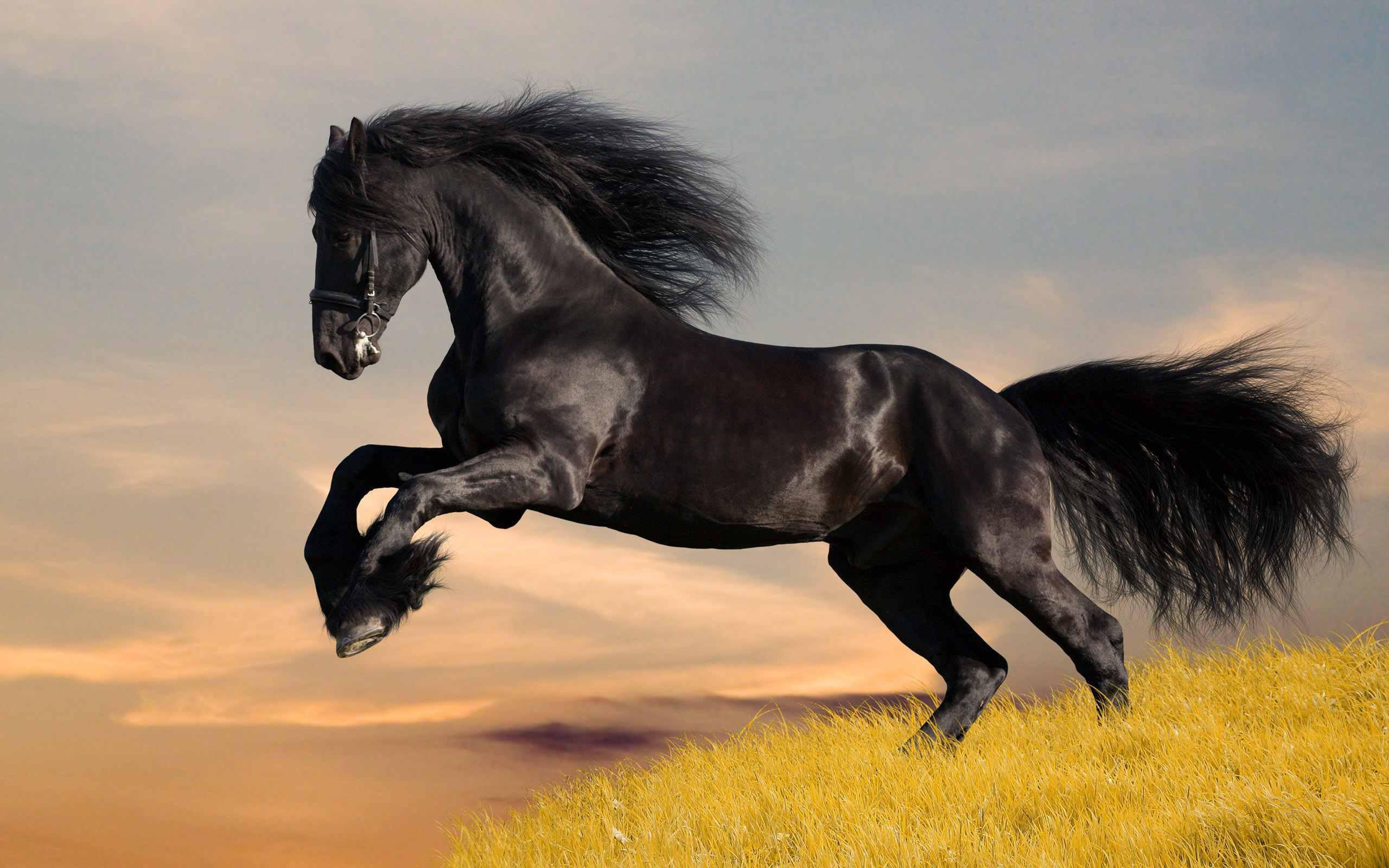 Tổng hợp hình ảnh về những chú ngựa đẹp nhất  - [Kích thước hình ảnh: 2560x1600 px]