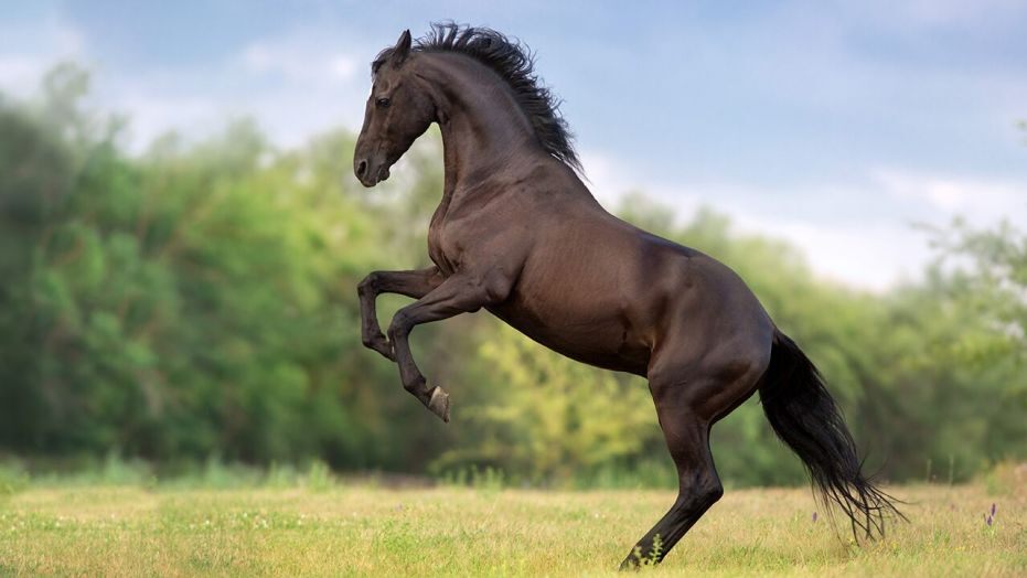 Tổng hợp hình ảnh về những chú ngựa đẹp nhất  - [Kích thước hình ảnh: 931x524 px]