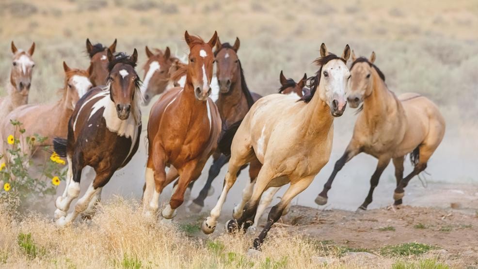 Tổng hợp hình ảnh về những chú ngựa đẹp nhất  - [Kích thước hình ảnh: 986x555 px]