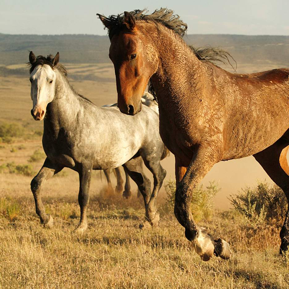 Tổng hợp hình ảnh về những chú ngựa đẹp nhất  - [Kích thước hình ảnh: 935x935 px]