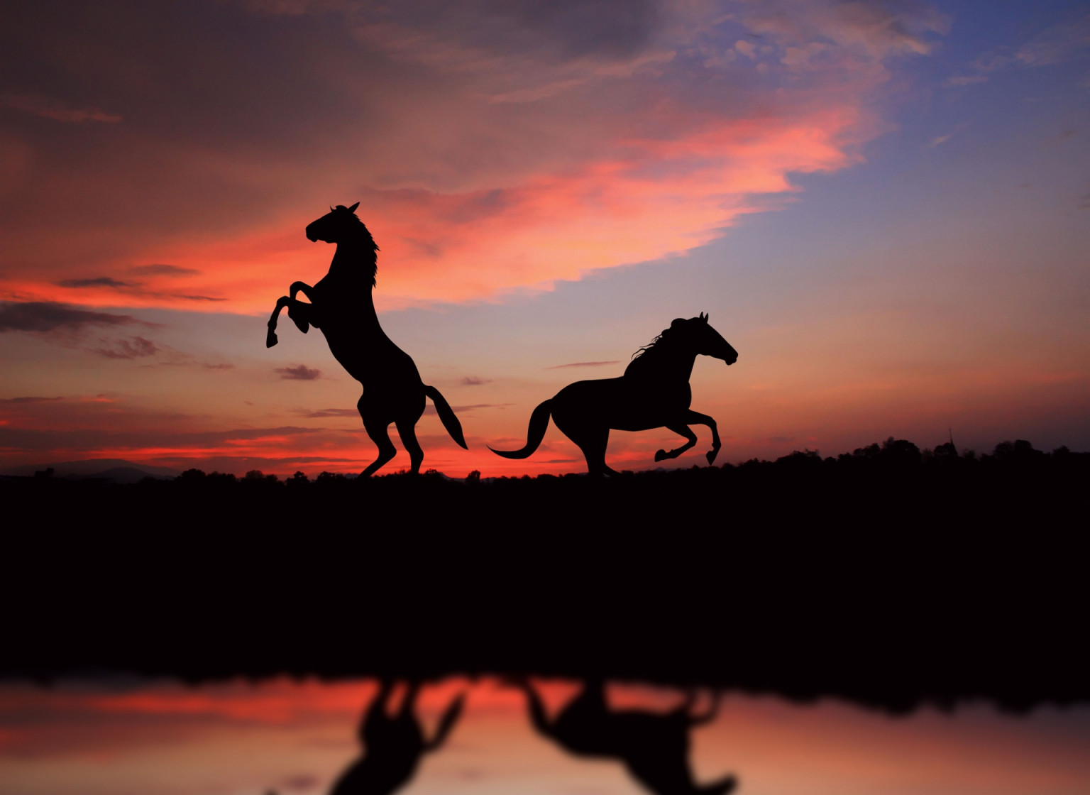 Tổng hợp hình ảnh về những chú ngựa đẹp nhất  - [Kích thước hình ảnh: 1536x1120 px]