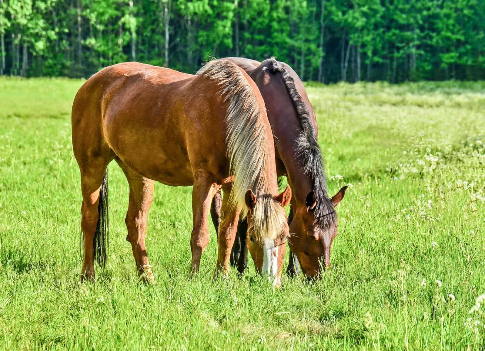 Tổng hợp hình ảnh về những chú ngựa đẹp nhất  - [Kích thước hình ảnh: 1600x1161 px]