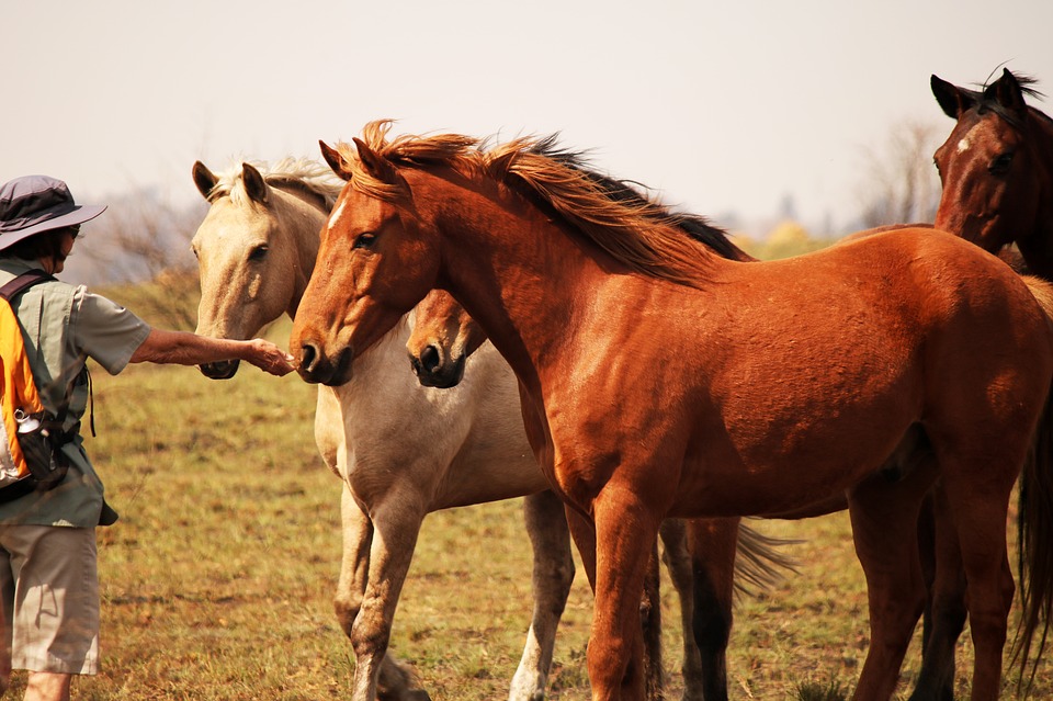 Tổng hợp hình ảnh về những chú ngựa đẹp nhất  - [Kích thước hình ảnh: 960x639 px]