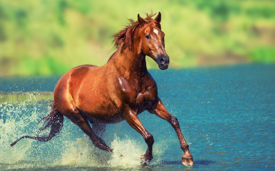 Tổng hợp hình ảnh về những chú ngựa đẹp nhất  - [Kích thước hình ảnh: 1080x675 px]
