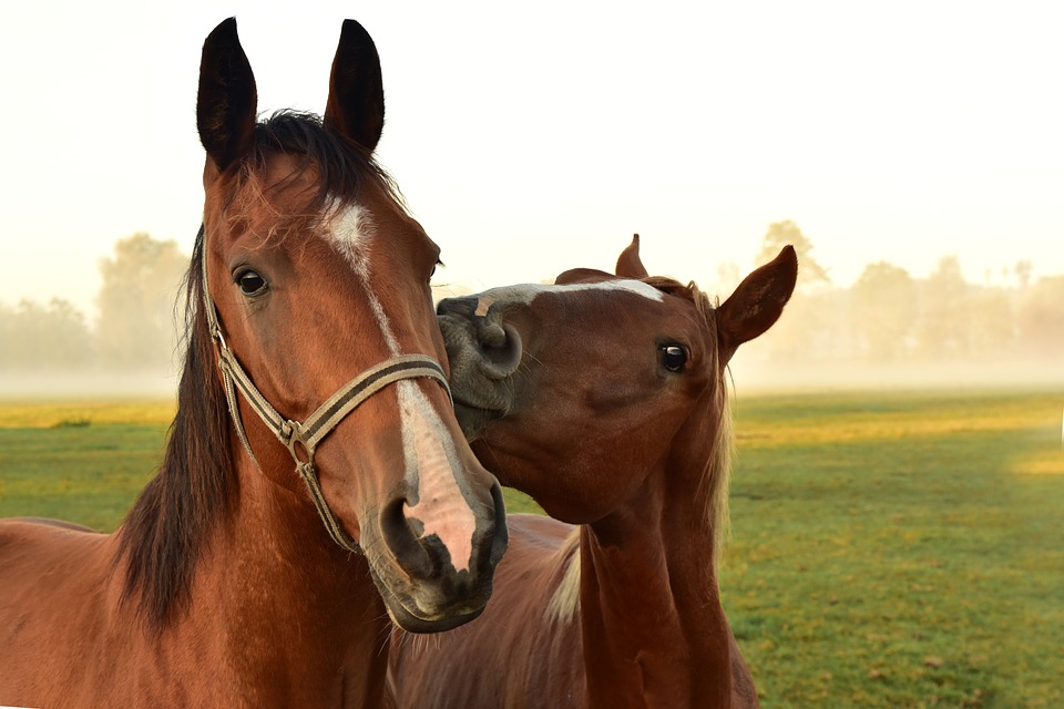 Tổng hợp hình ảnh về những chú ngựa đẹp nhất  - [Kích thước hình ảnh: 960x640 px]