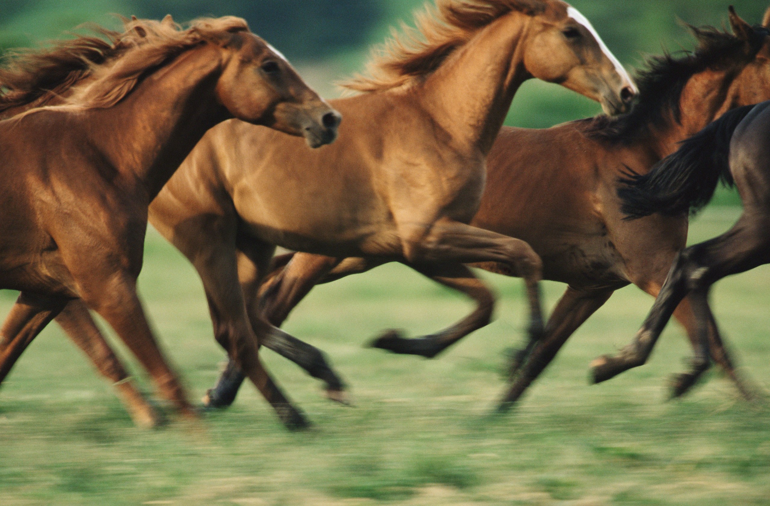 Tổng hợp hình ảnh về những chú ngựa đẹp nhất  - [Kích thước hình ảnh: 2560x1685 px]