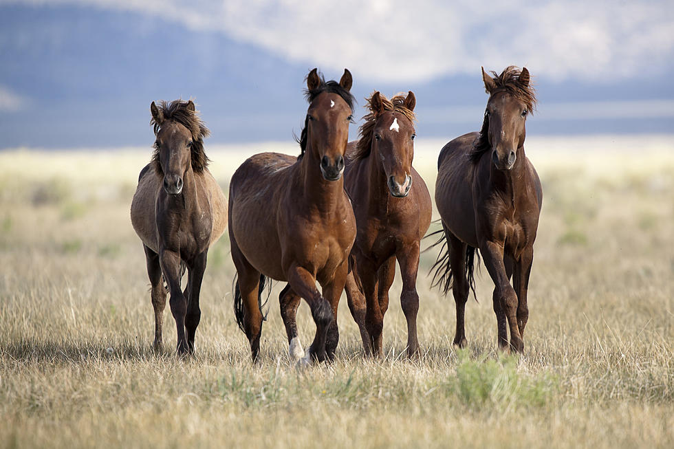 Tổng hợp hình ảnh về những chú ngựa đẹp nhất  - [Kích thước hình ảnh: 980x653 px]