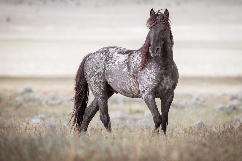 Tổng hợp hình ảnh về những chú ngựa đẹp nhất  - [Kích thước hình ảnh: 1000x666 px]
