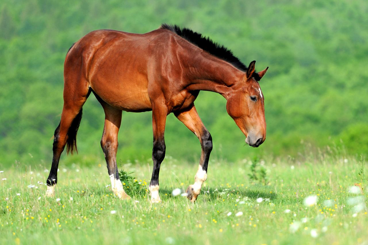 Tổng hợp hình ảnh về những chú ngựa đẹp nhất  - [Kích thước hình ảnh: 1280x851 px]