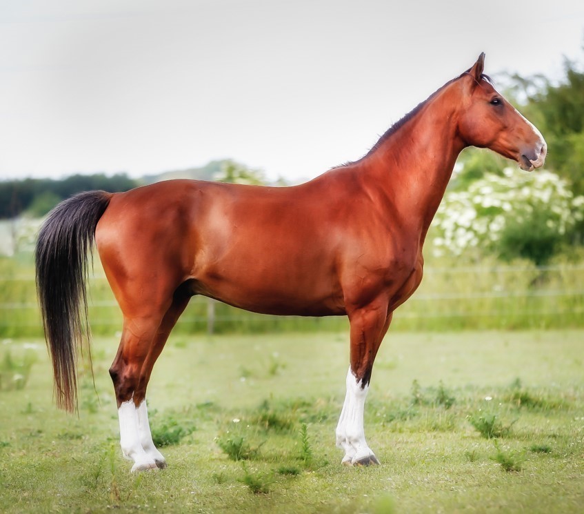 Tổng hợp hình ảnh về những chú ngựa đẹp nhất  - [Kích thước hình ảnh: 847x745 px]