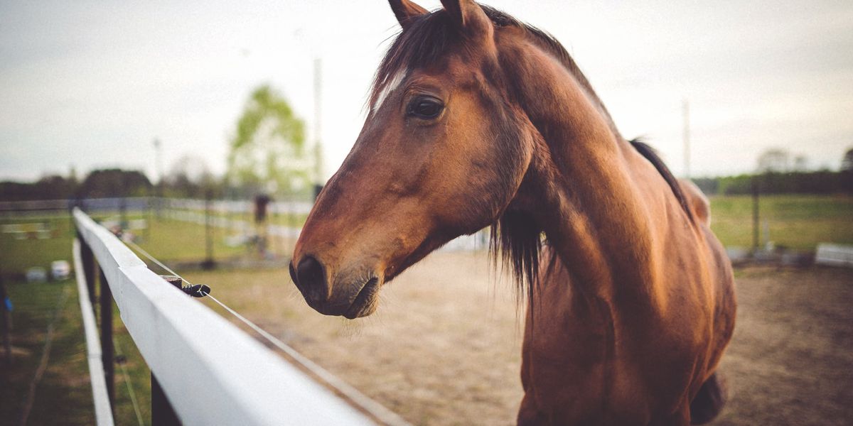 Tổng hợp hình ảnh về những chú ngựa đẹp nhất  - [Kích thước hình ảnh: 1200x600 px]