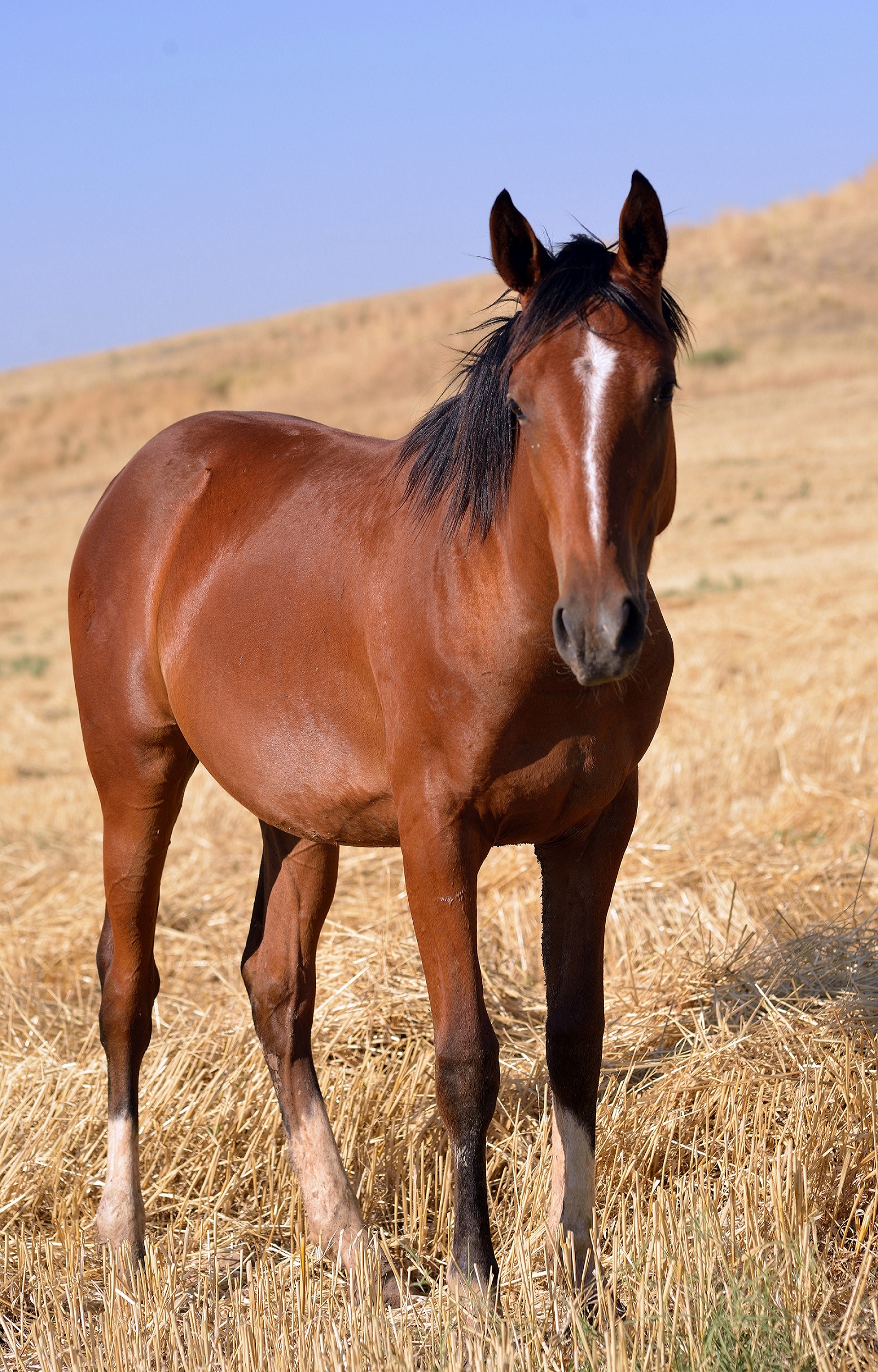 Tổng hợp hình ảnh về những chú ngựa đẹp nhất  - [Kích thước hình ảnh: 1600x2500 px]