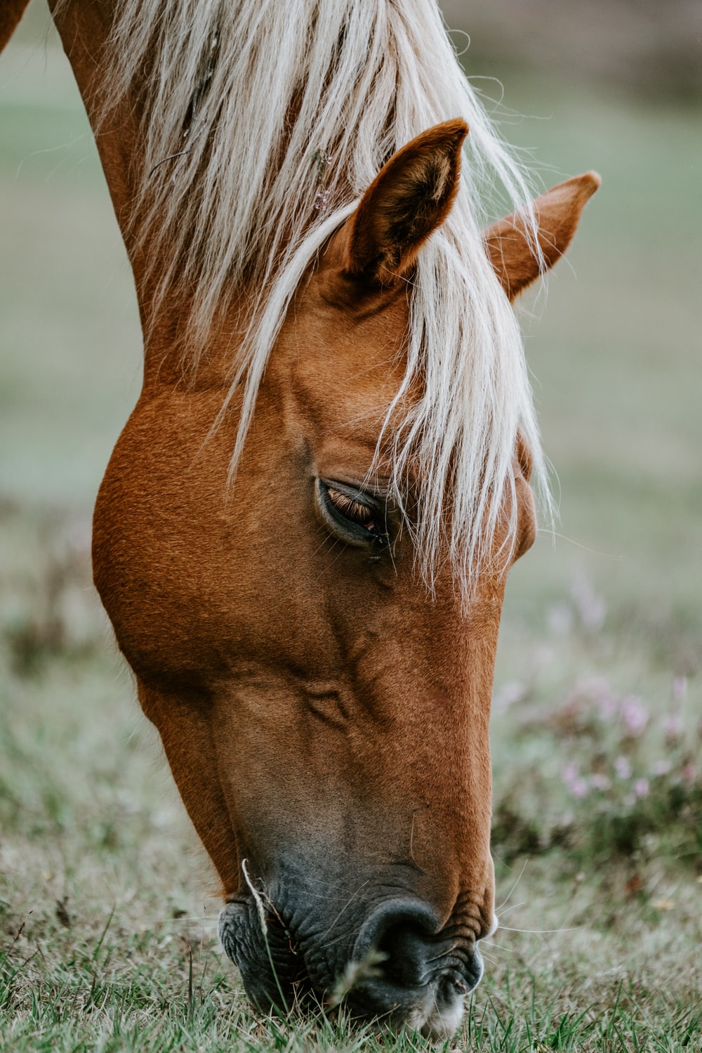 Tổng hợp hình ảnh về những chú ngựa đẹp nhất  - [Kích thước hình ảnh: 1000x1499 px]
