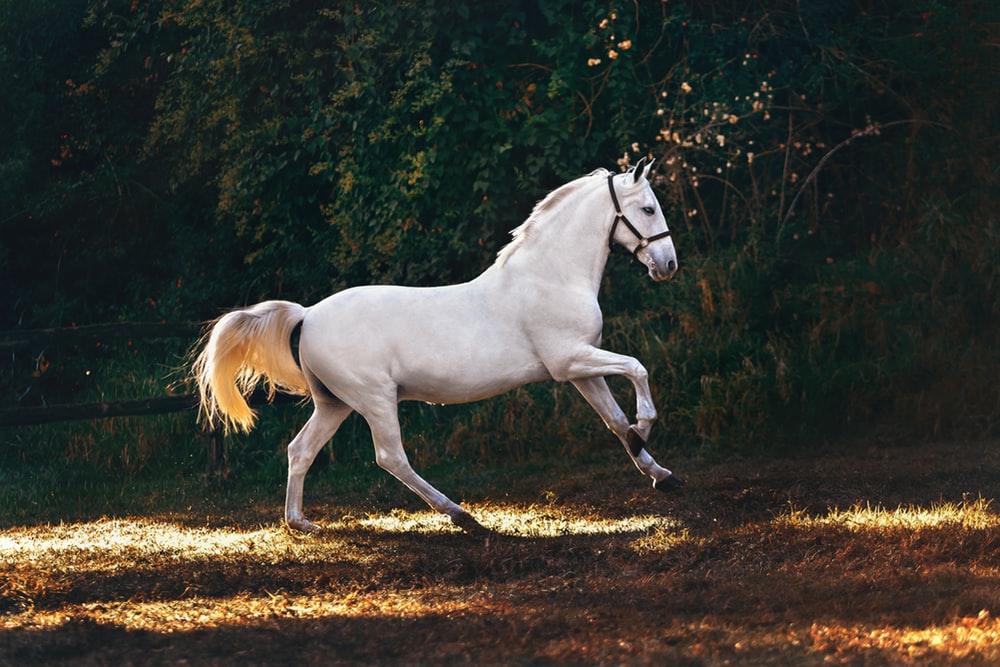 Tổng hợp hình ảnh về những chú ngựa đẹp nhất  - [Kích thước hình ảnh: 1000x667 px]