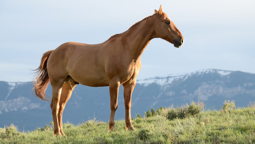 Tổng hợp hình ảnh về những chú ngựa đẹp nhất  - [Kích thước hình ảnh: 1000x563 px]