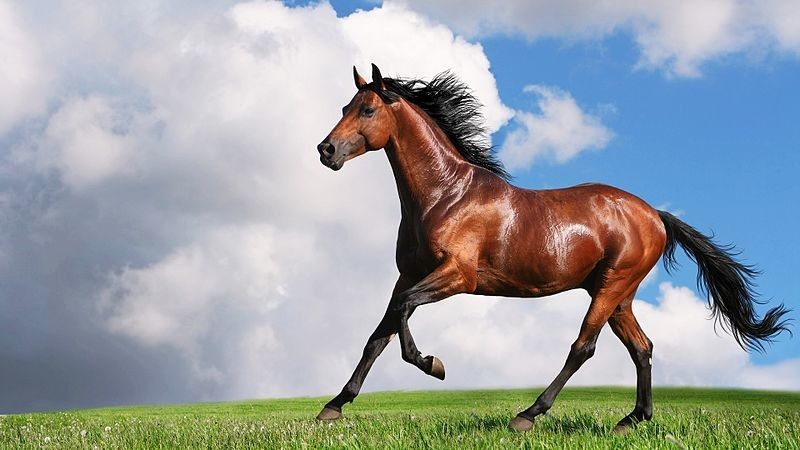 Tổng hợp hình ảnh về những chú ngựa đẹp nhất  - [Kích thước hình ảnh: 800x450 px]