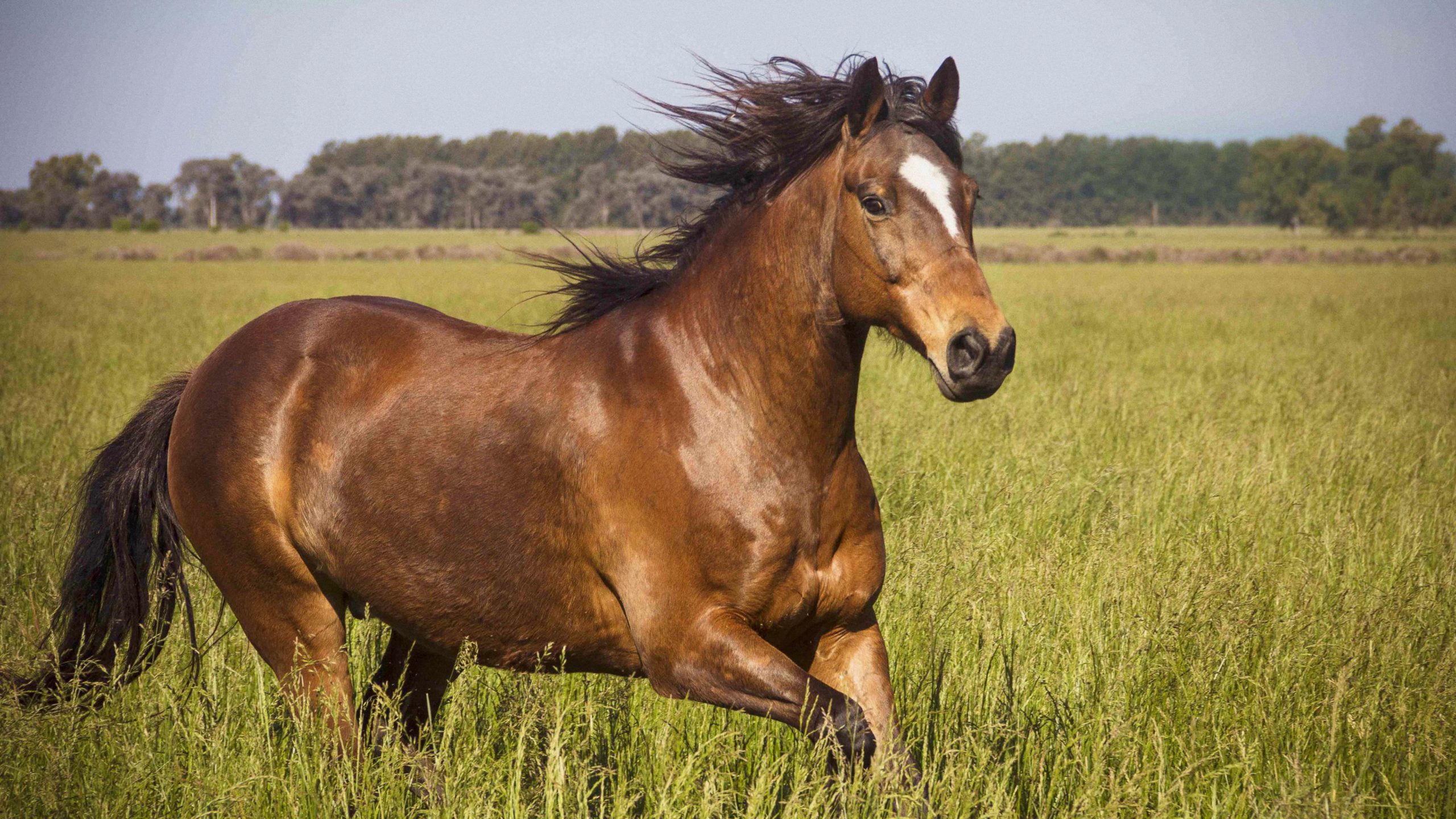 Tổng hợp hình ảnh về những chú ngựa đẹp nhất  - [Kích thước hình ảnh: 2560x1440 px]