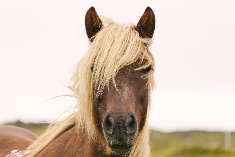 Tổng hợp hình ảnh về những chú ngựa đẹp nhất  - [Kích thước hình ảnh: 1000x667 px]