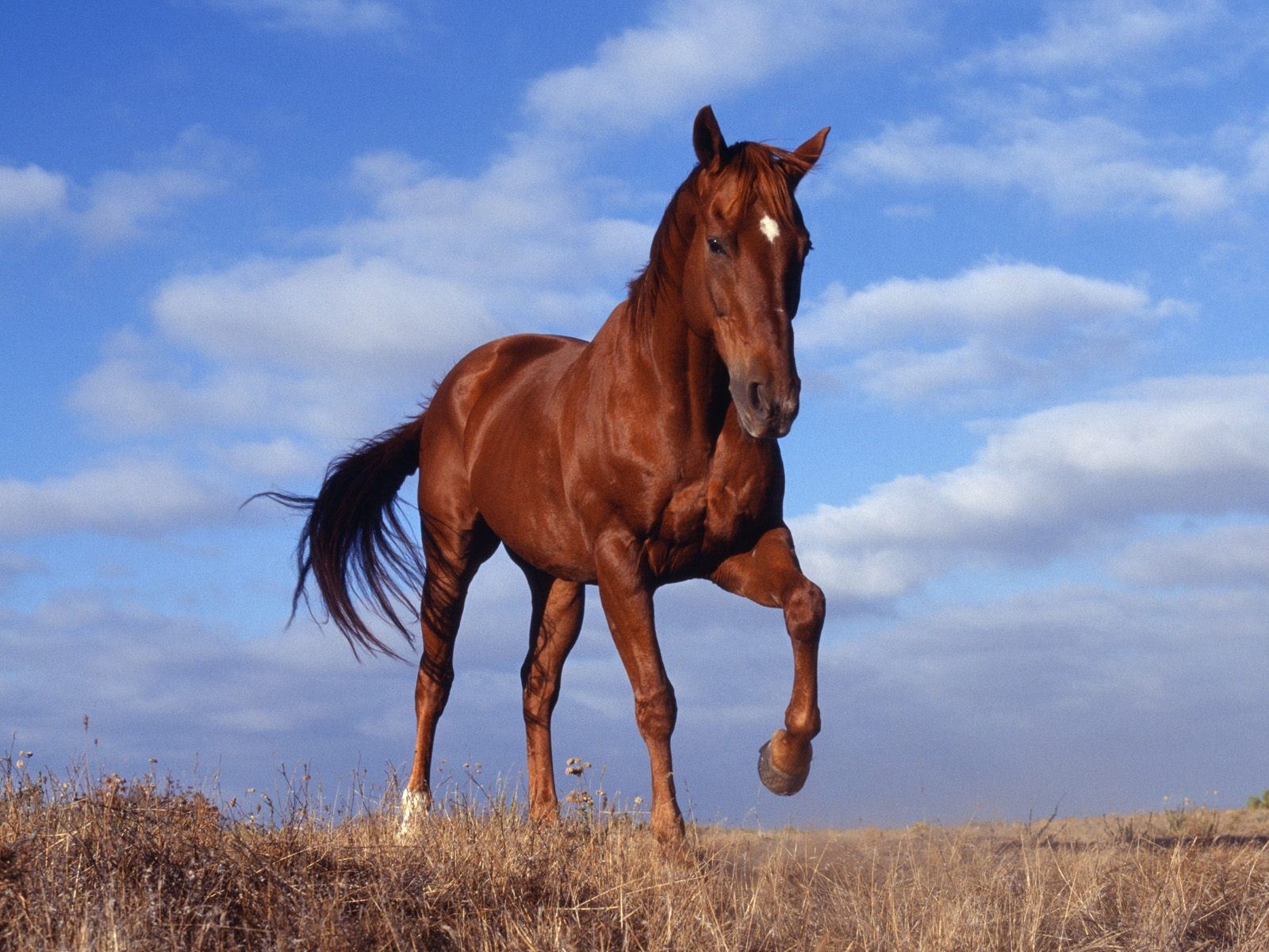 Tổng hợp hình ảnh về những chú ngựa đẹp nhất  - [Kích thước hình ảnh: 1600x1200 px]