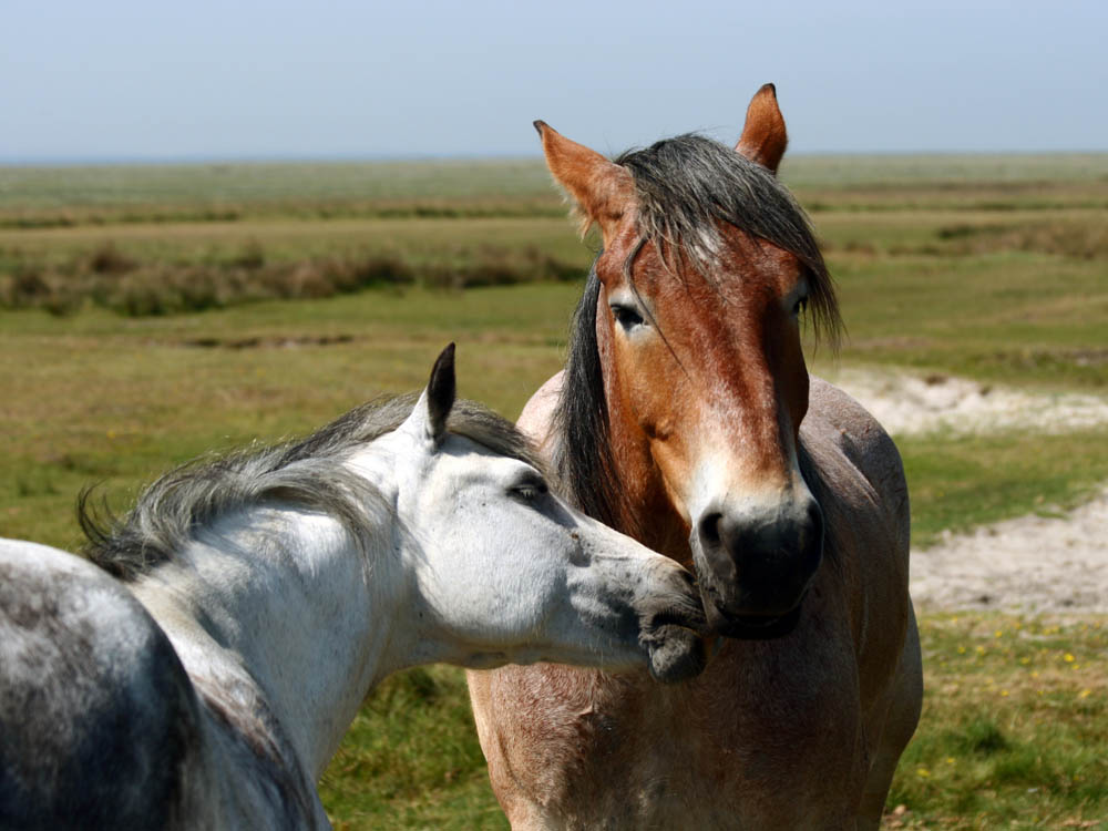 Tổng hợp hình ảnh về những chú ngựa đẹp nhất  - [Kích thước hình ảnh: 1000x750 px]