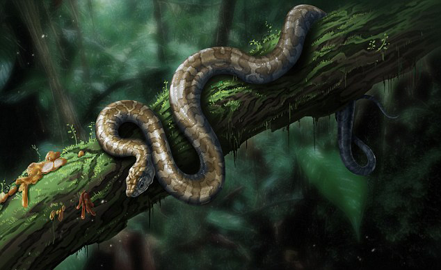 Tổng hợp hình ảnh về loài rắn đẹp nhất - [Kích thước hình ảnh: 634x388 px]