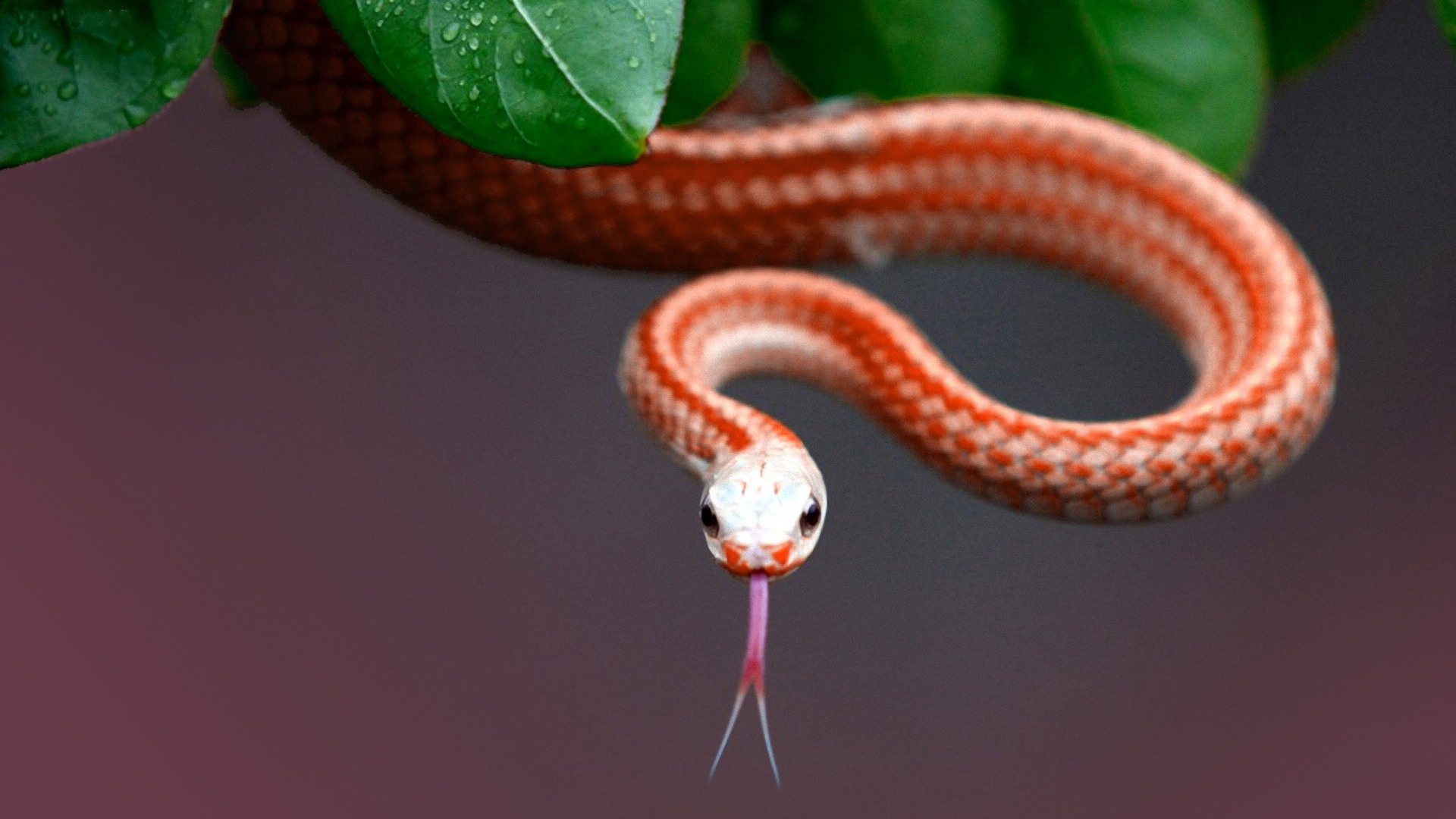 Tổng hợp hình ảnh về loài rắn đẹp nhất - [Kích thước hình ảnh: 1920x1080 px]