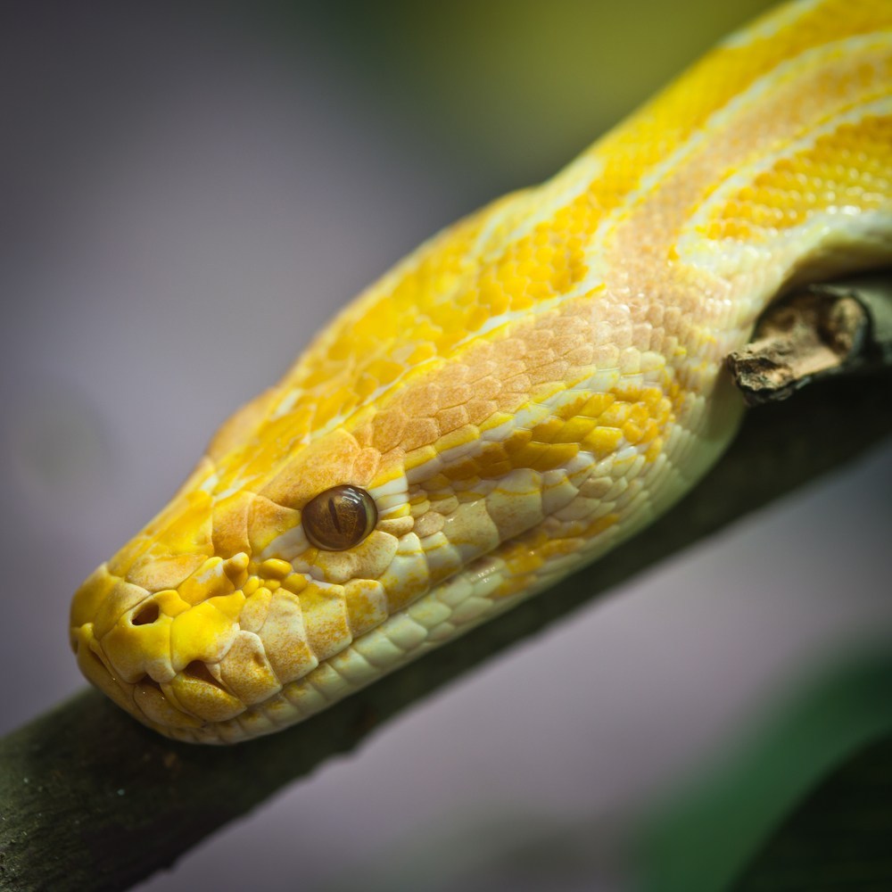 Tổng hợp hình ảnh về loài rắn đẹp nhất - [Kích thước hình ảnh: 1000x1000 px]