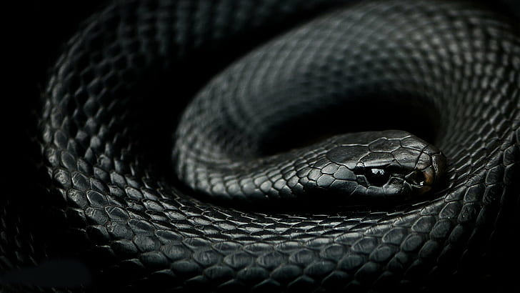 Tổng hợp hình ảnh về loài rắn đẹp nhất - [Kích thước hình ảnh: 728x410 px]