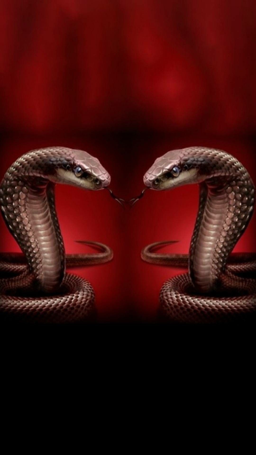 Tổng hợp hình ảnh về loài rắn đẹp nhất - [Kích thước hình ảnh: 1080x1920 px]