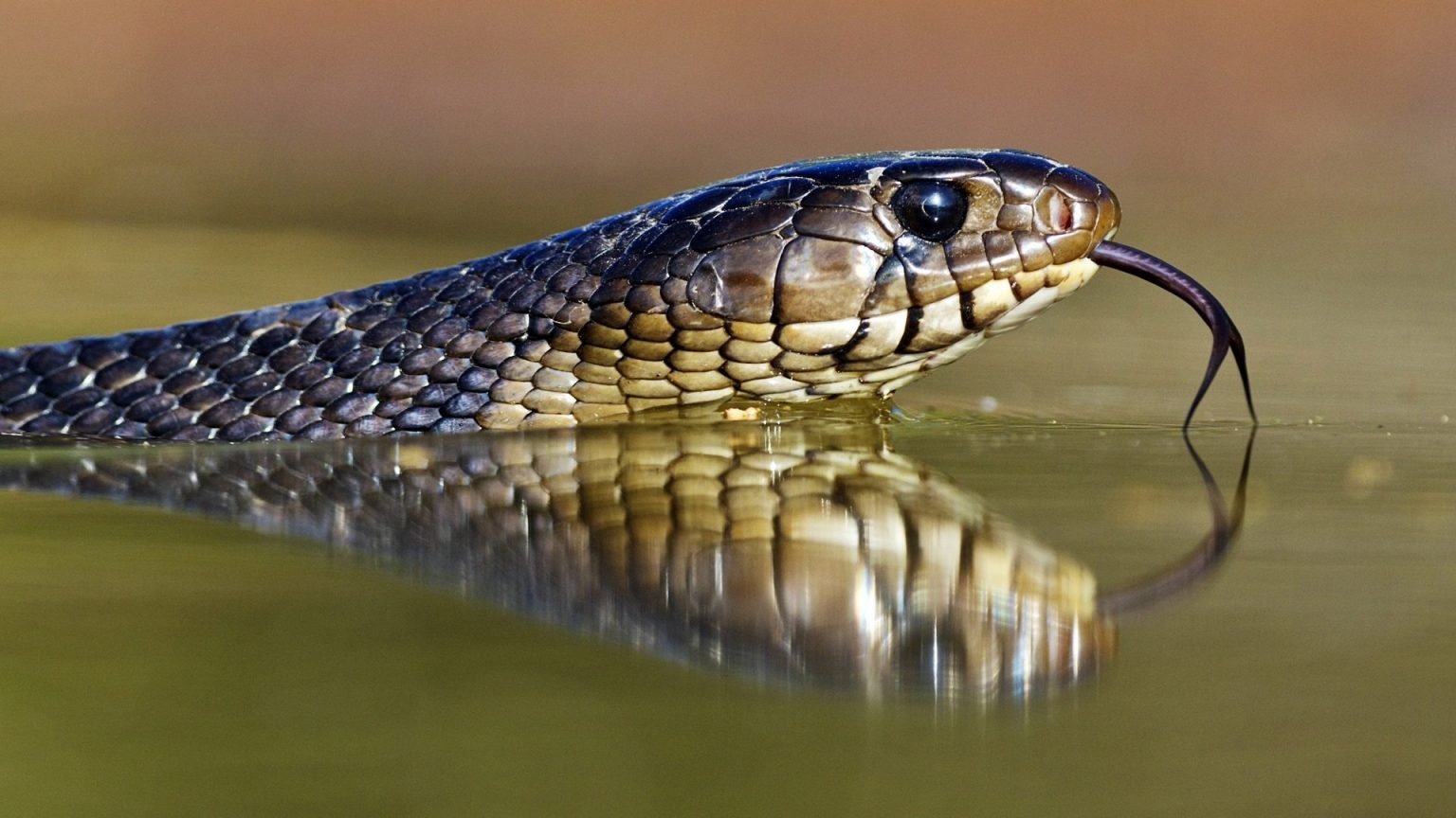 Tổng hợp hình ảnh về loài rắn đẹp nhất - [Kích thước hình ảnh: 1536x864 px]