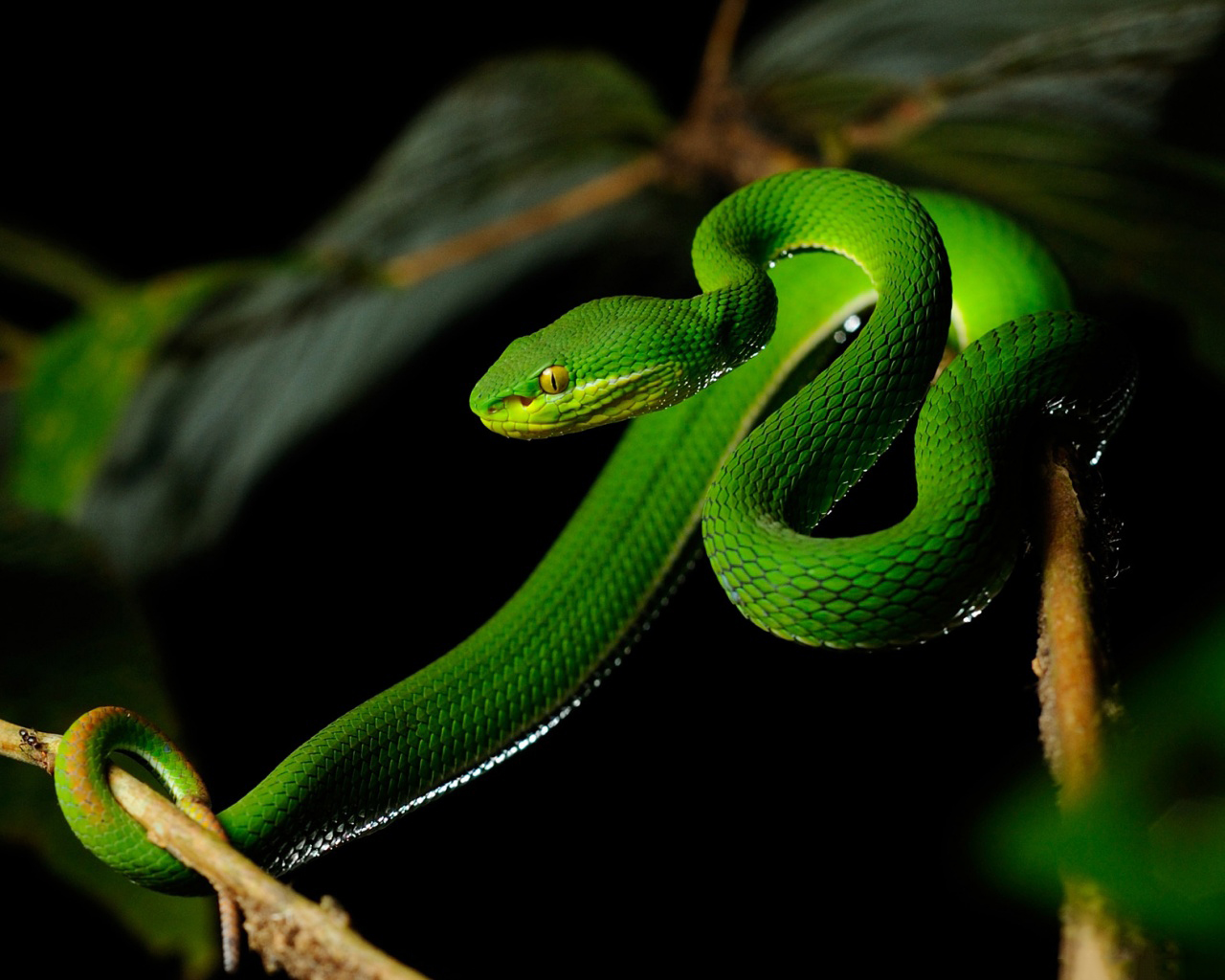 Tổng hợp hình ảnh về loài rắn đẹp nhất - [Kích thước hình ảnh: 1280x1024 px]