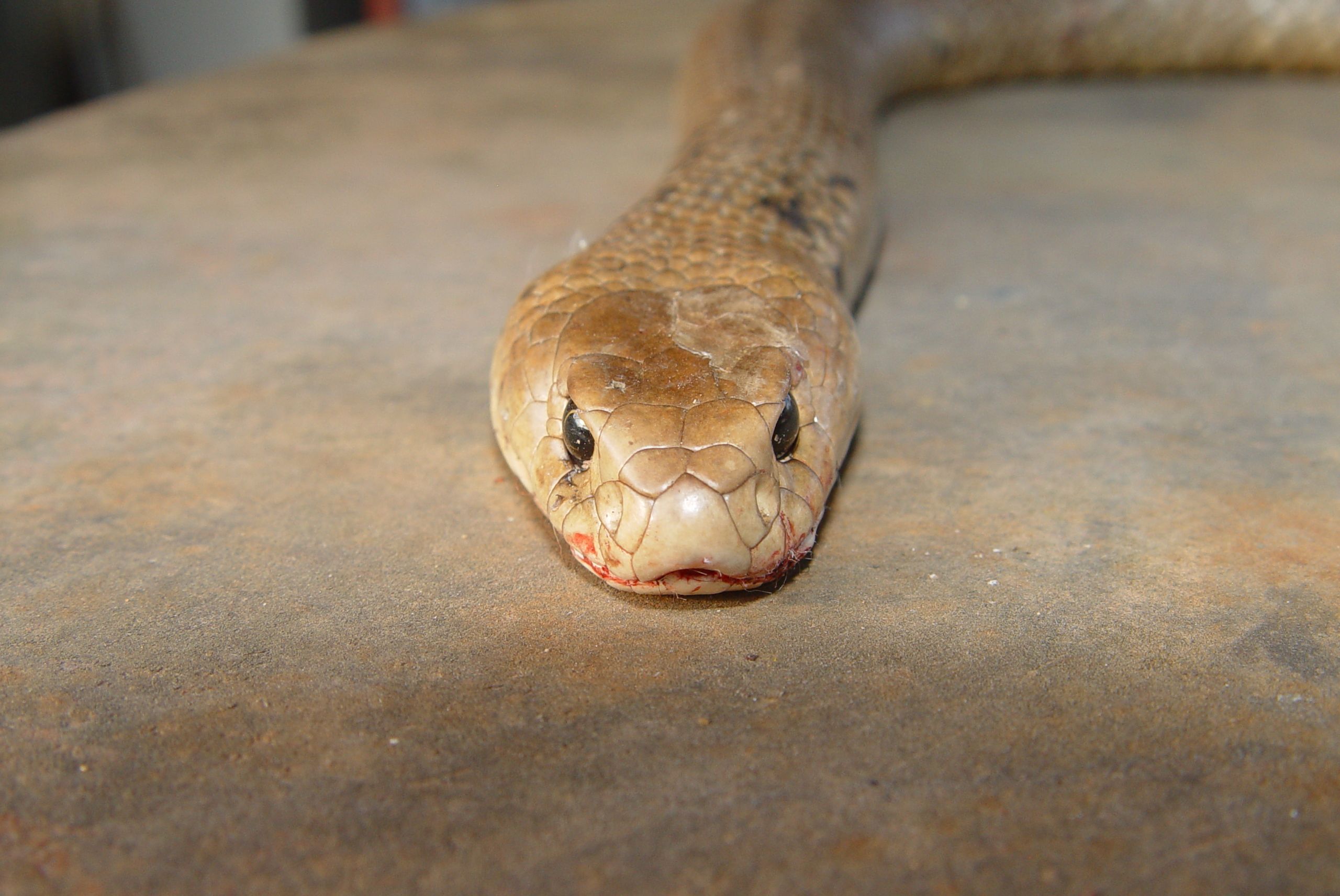 Tổng hợp hình ảnh về loài rắn đẹp nhất - [Kích thước hình ảnh: 2560x1712 px]